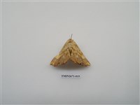 藏品(尺蛾214)的圖片